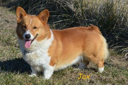 Amarugia Jax | F&M Corgis